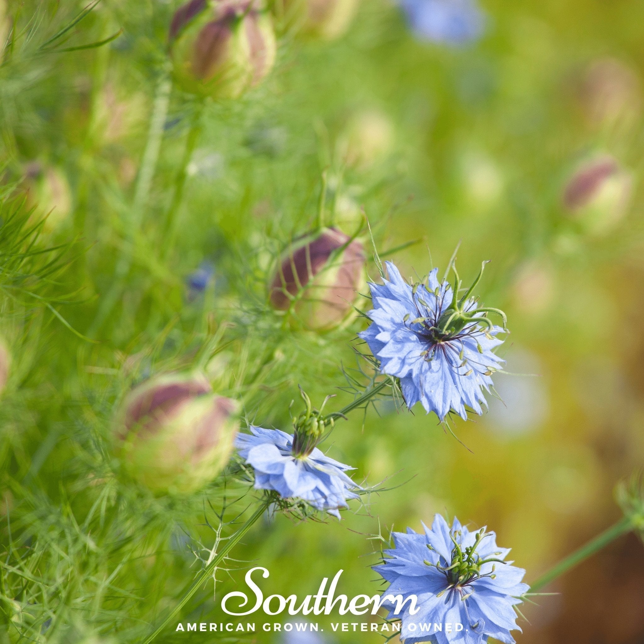 Black Cumin – 50 Seeds Southern Seeds