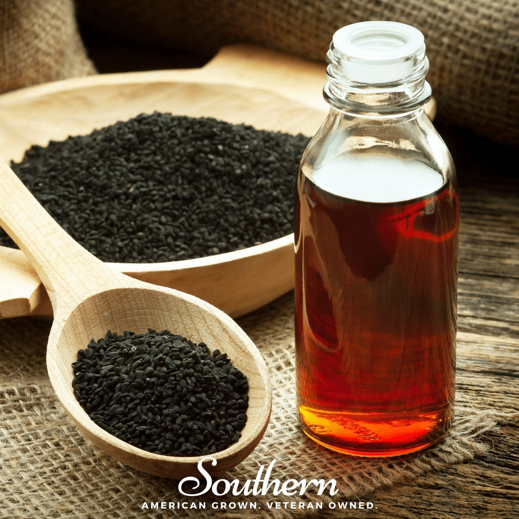 Black Cumin – 50 Seeds Southern Seeds