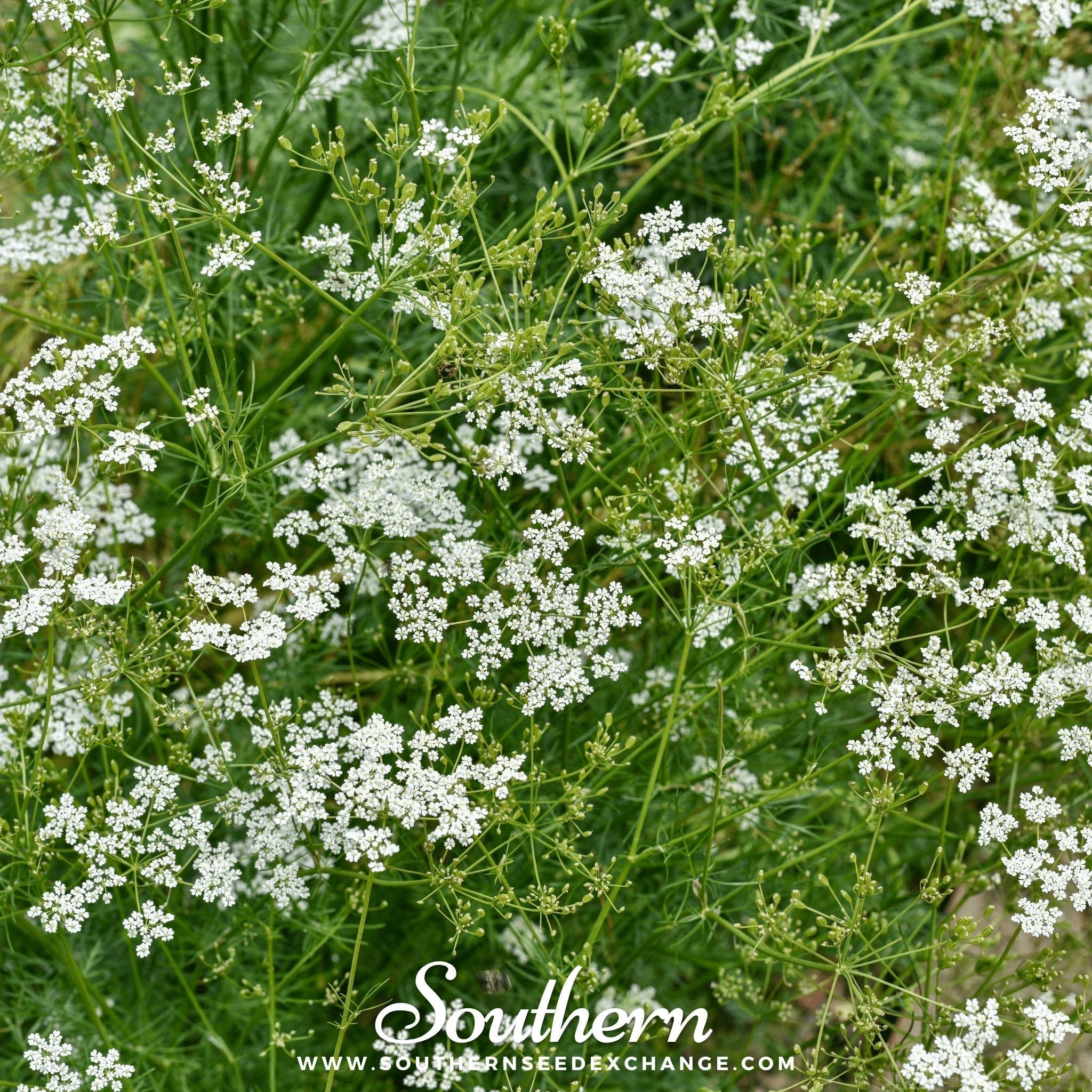 Cumin – 100 Seeds Southern Seeds