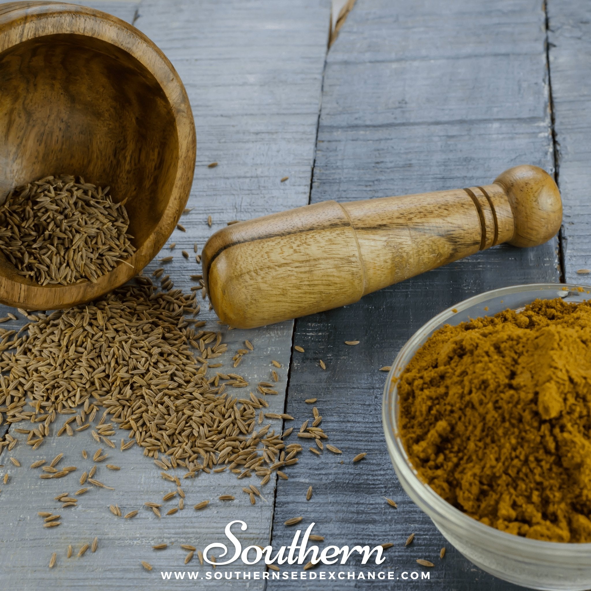 Cumin – 100 Seeds Southern Seeds