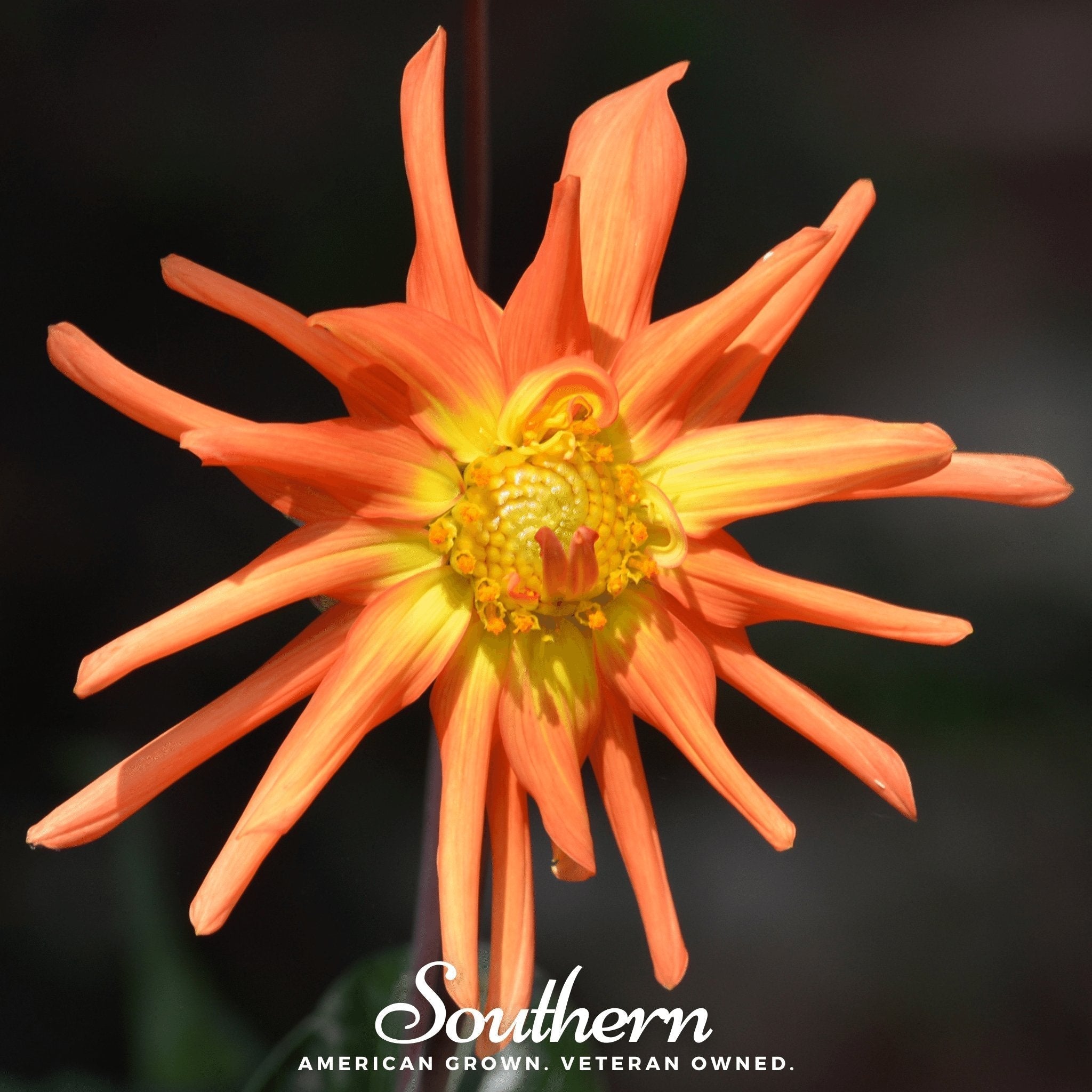 Cactus Dahlia Mix – 25 Seeds Southern Seeds
