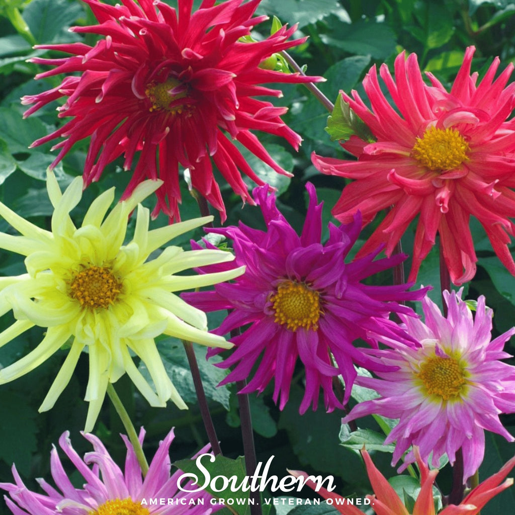 Cactus Dahlia Mix – 25 Seeds Southern Seeds