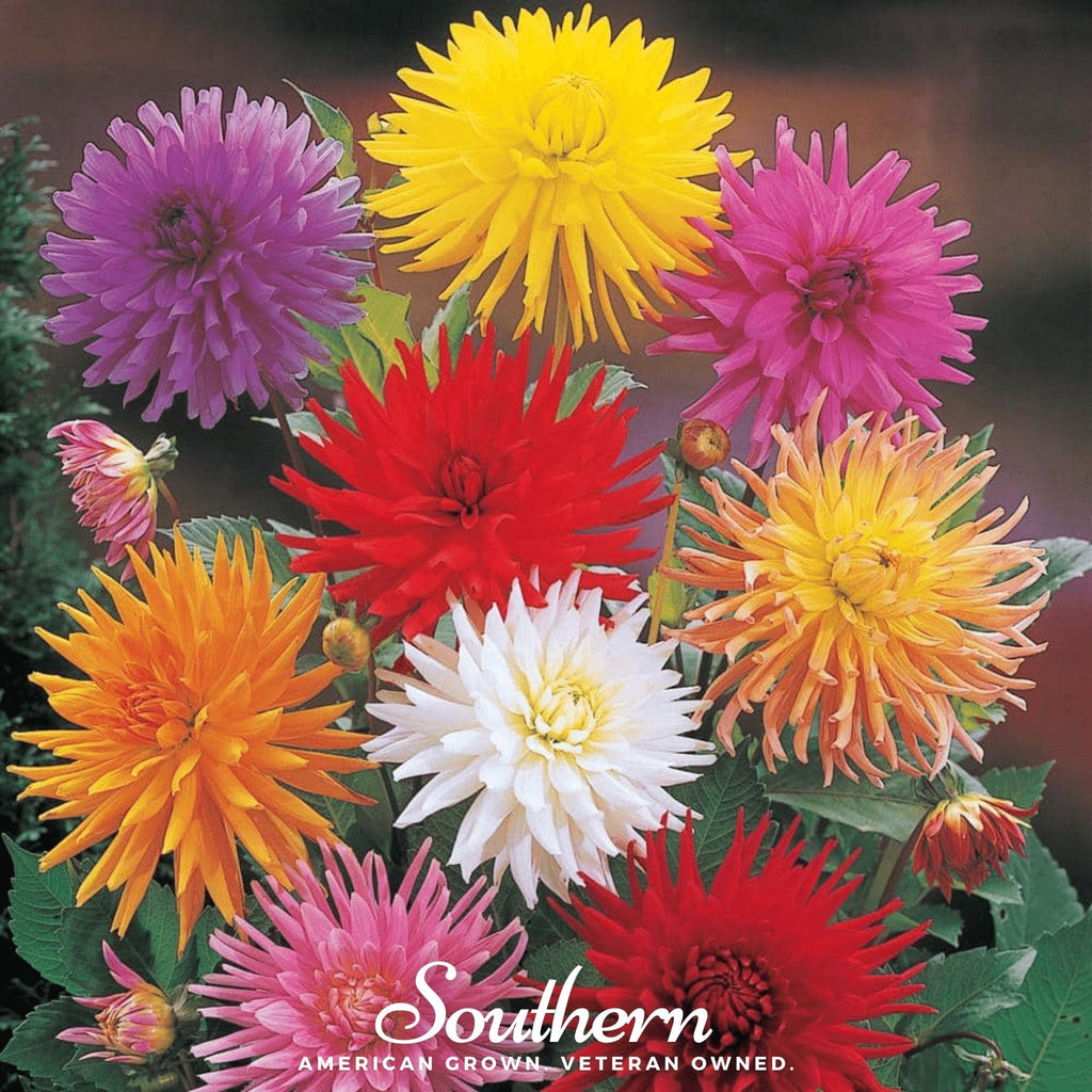 Cactus Dahlia Mix – 25 Seeds Southern Seeds