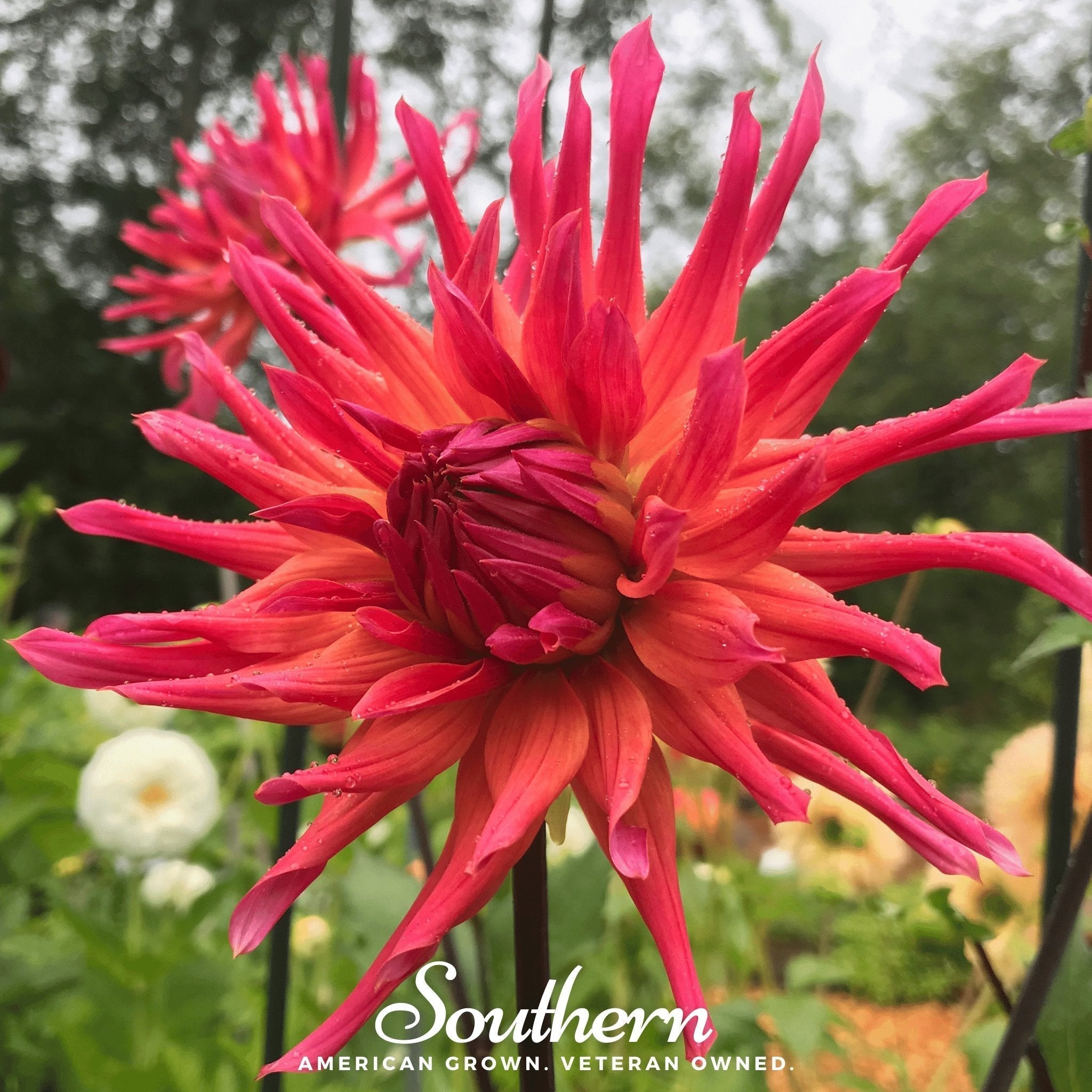 Cactus Dahlia Mix – 25 Seeds Southern Seeds