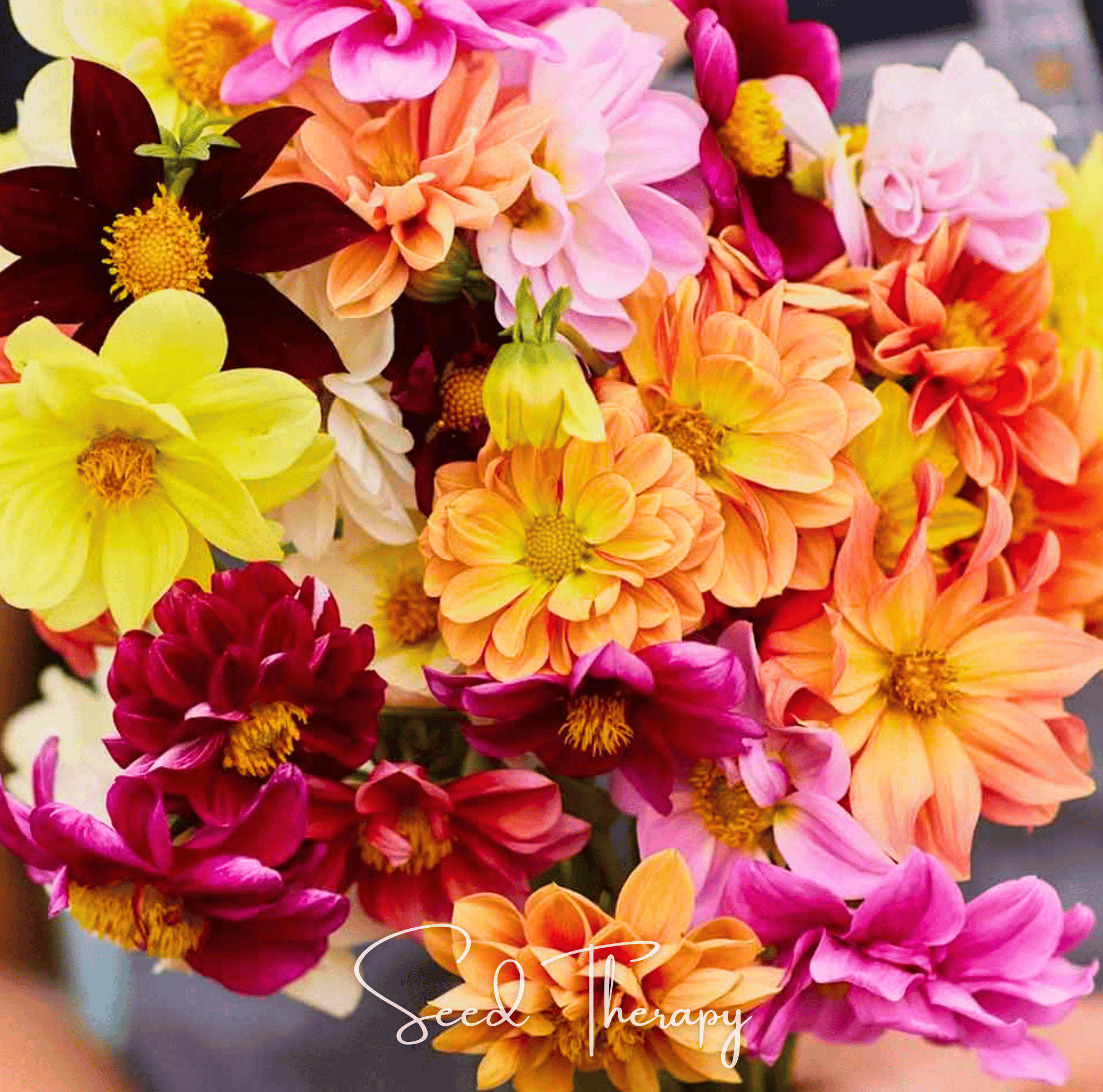 Early Bird Dahlia – 25 Seeds Southern Seeds