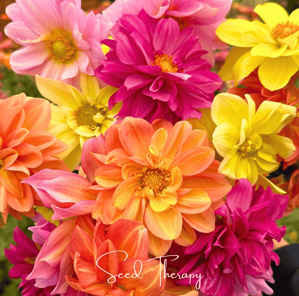 Early Bird Dahlia – 25 Seeds Southern Seeds