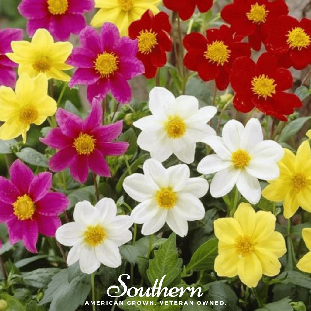 Mignon Dahlia Mix – 25 Seeds Southern Seeds