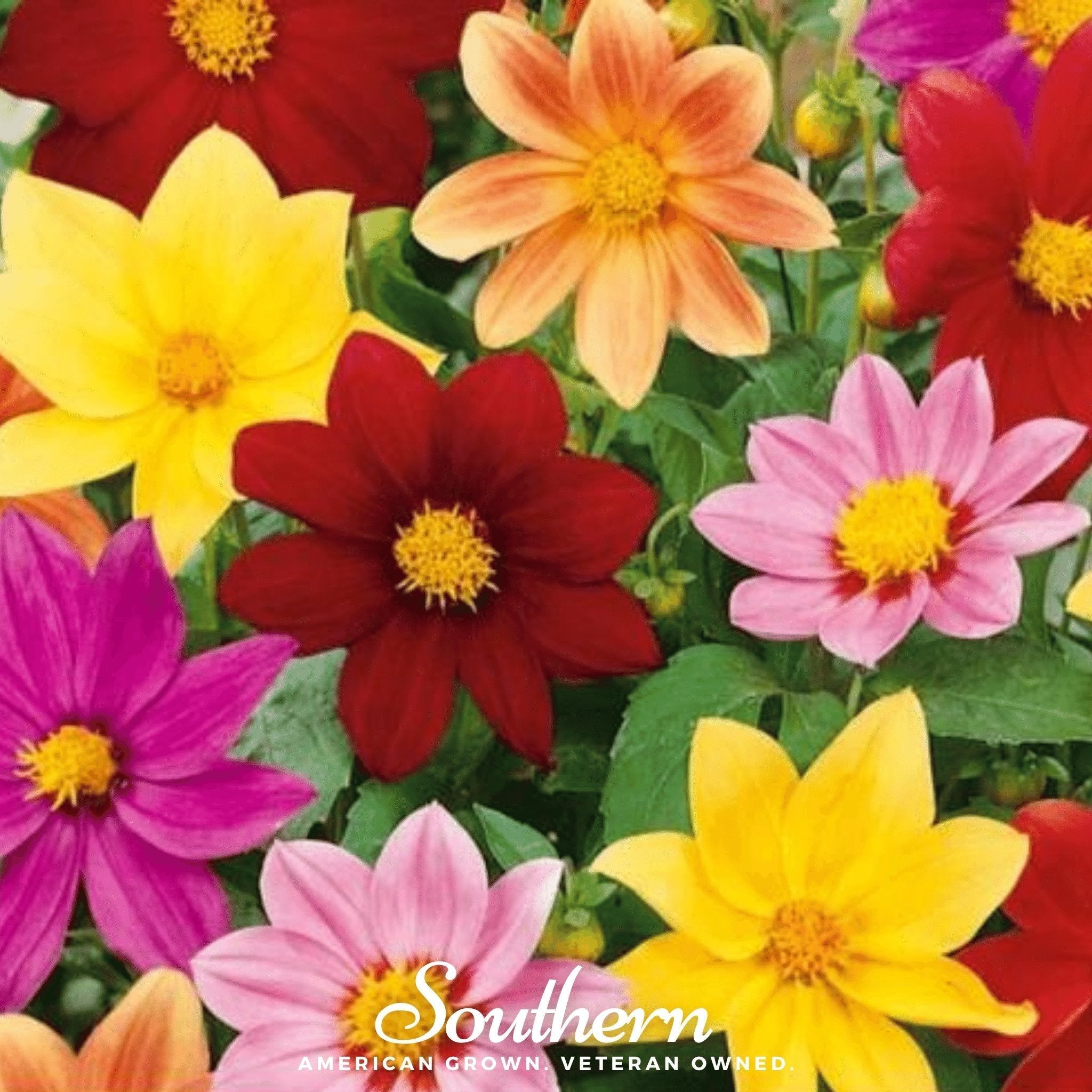 Mignon Dahlia Mix – 25 Seeds Southern Seeds