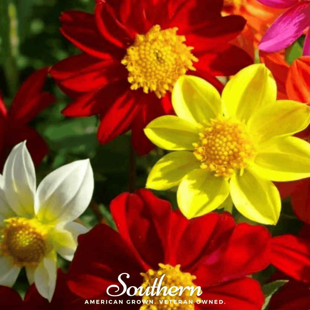 Mignon Dahlia Mix – 25 Seeds Southern Seeds