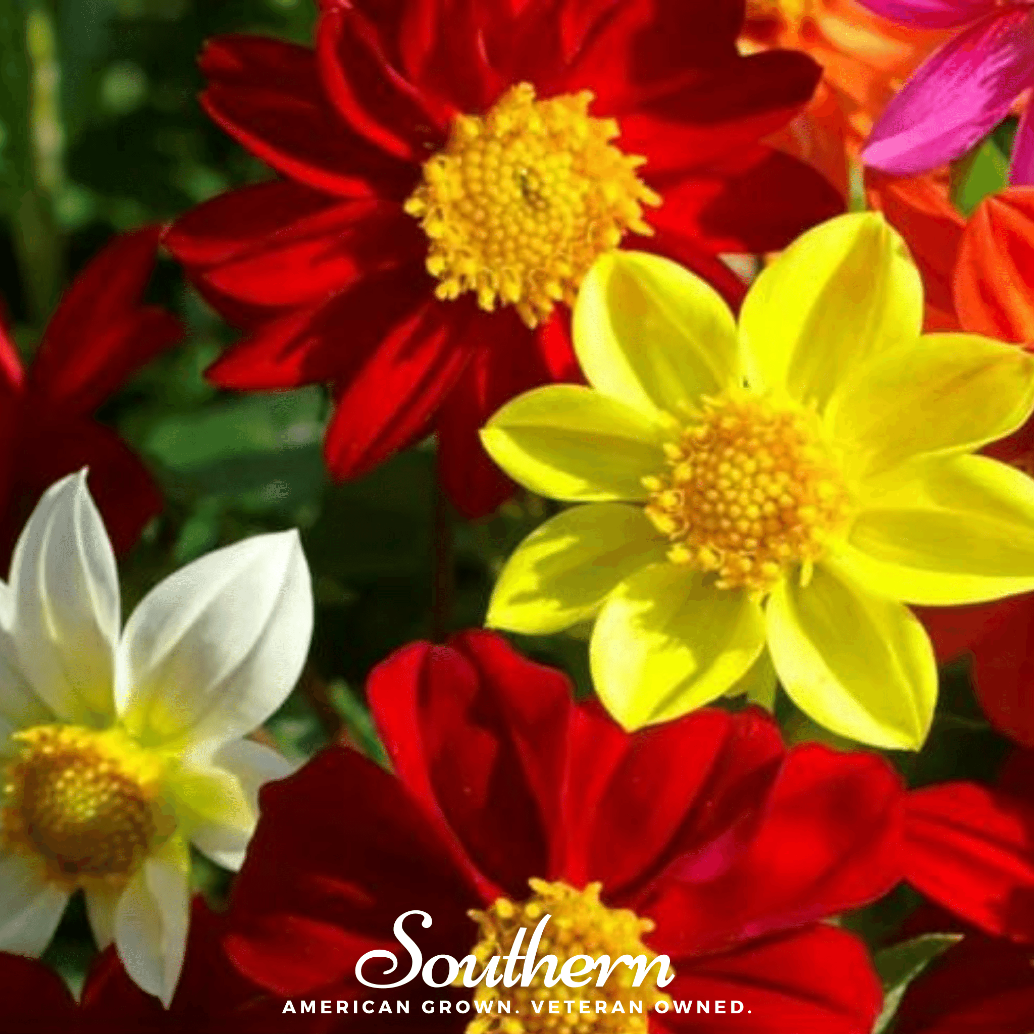 Mignon Dahlia Mix – 25 Seeds Southern Seeds