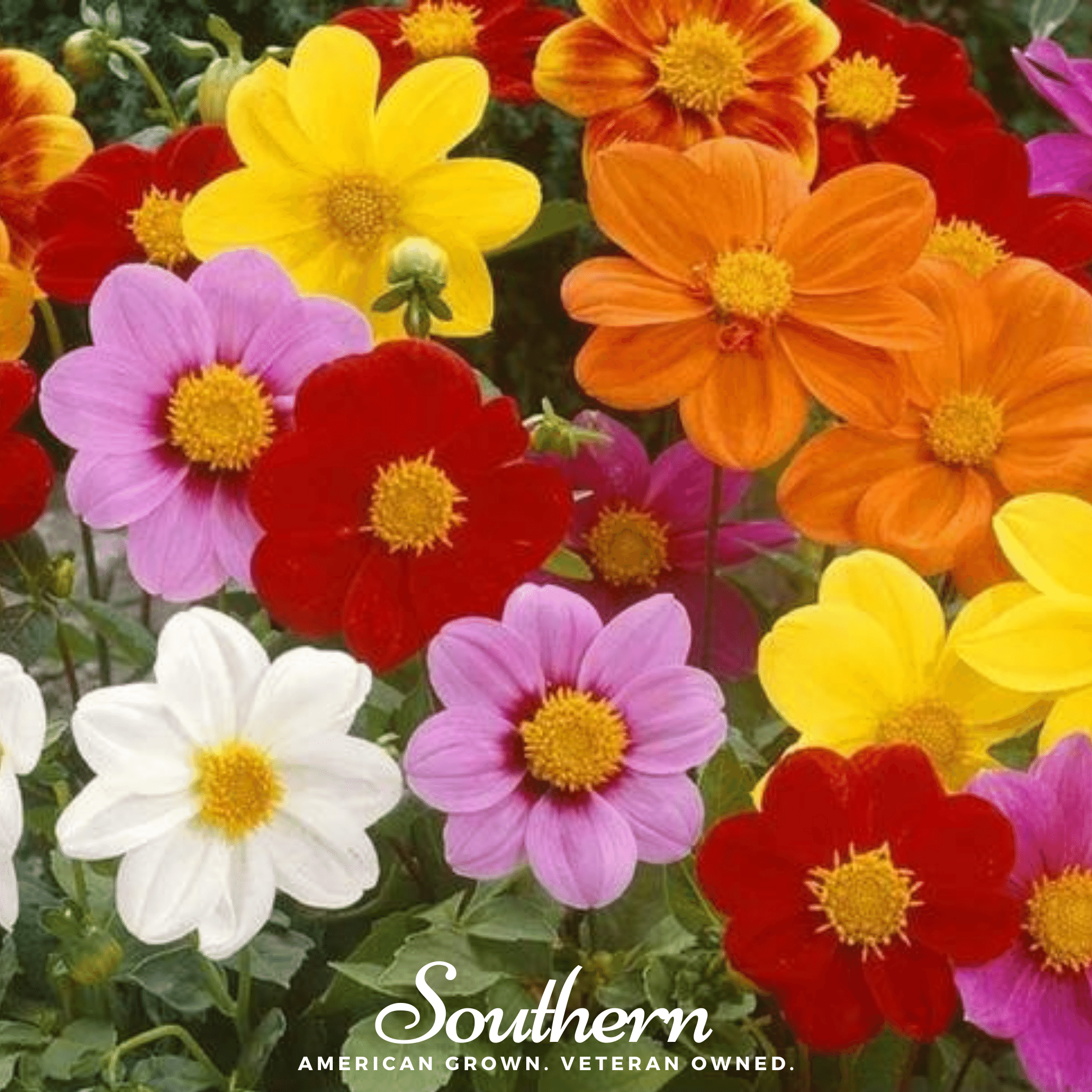 Mignon Dahlia Mix – 25 Seeds Southern Seeds