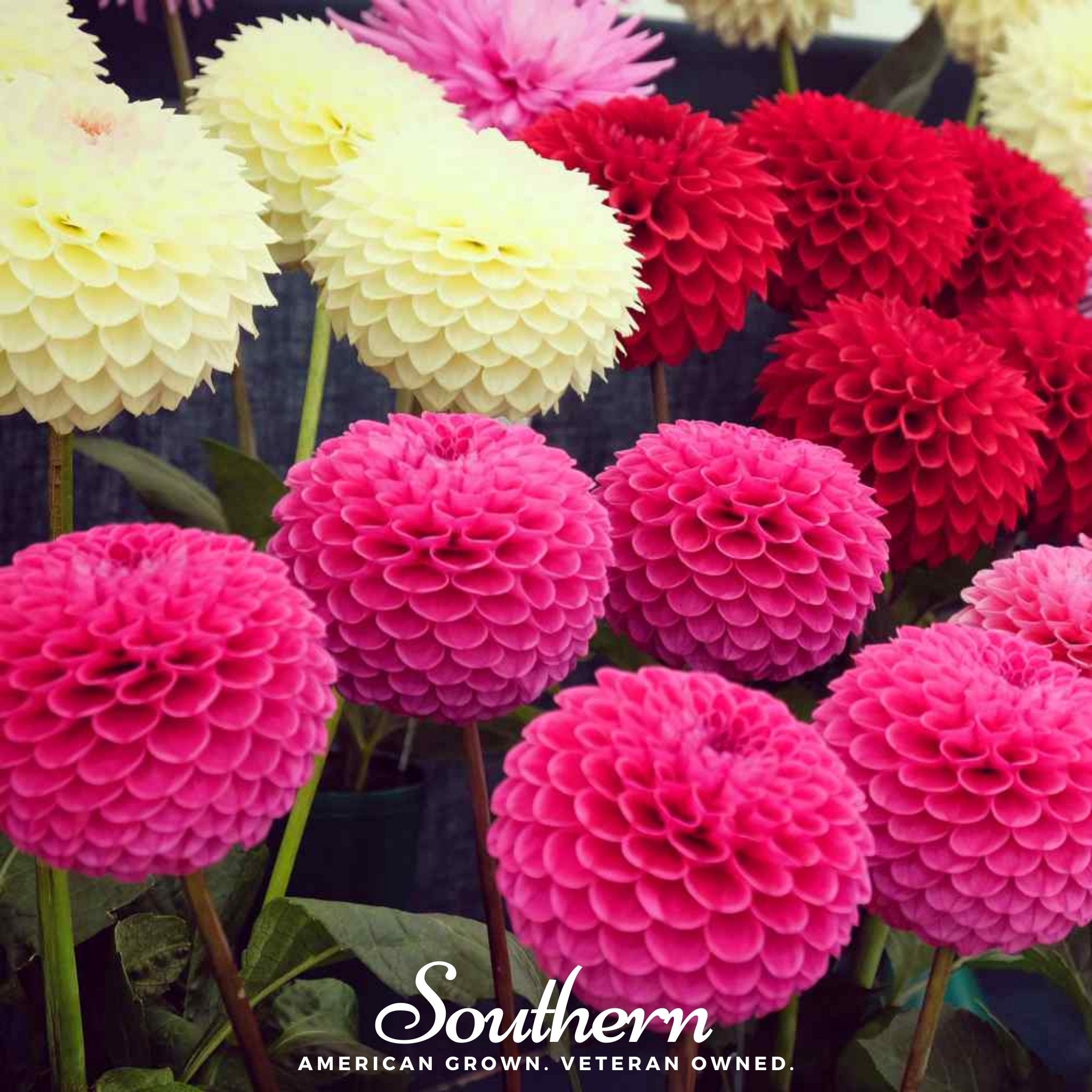 Pompon Dahlia Mix – 25 Seeds Southern Seeds