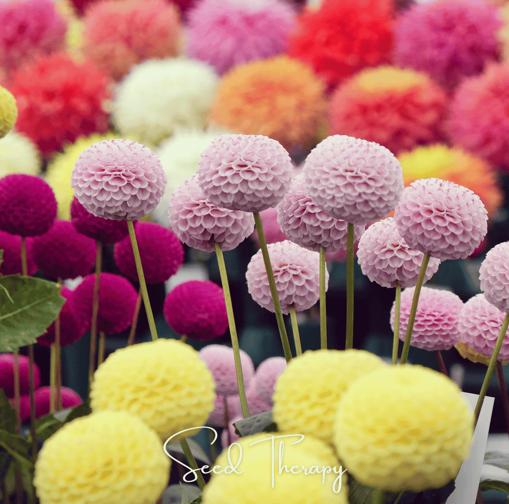 Pompon Dahlia Mix – 25 Seeds Southern Seeds
