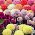 Pompon Dahlia Mix – 25 Seeds Southern Seeds