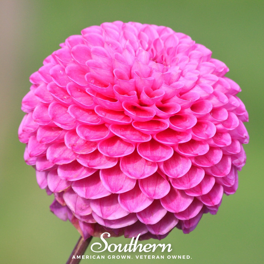 Pompon Dahlia Mix – 25 Seeds Southern Seeds