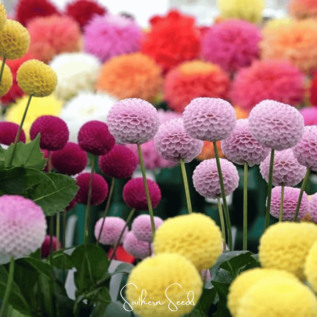 Pompon Dahlia Mix – 25 Seeds Southern Seeds