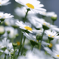 Creeping Daisy – 100 Seeds Southern Seeds