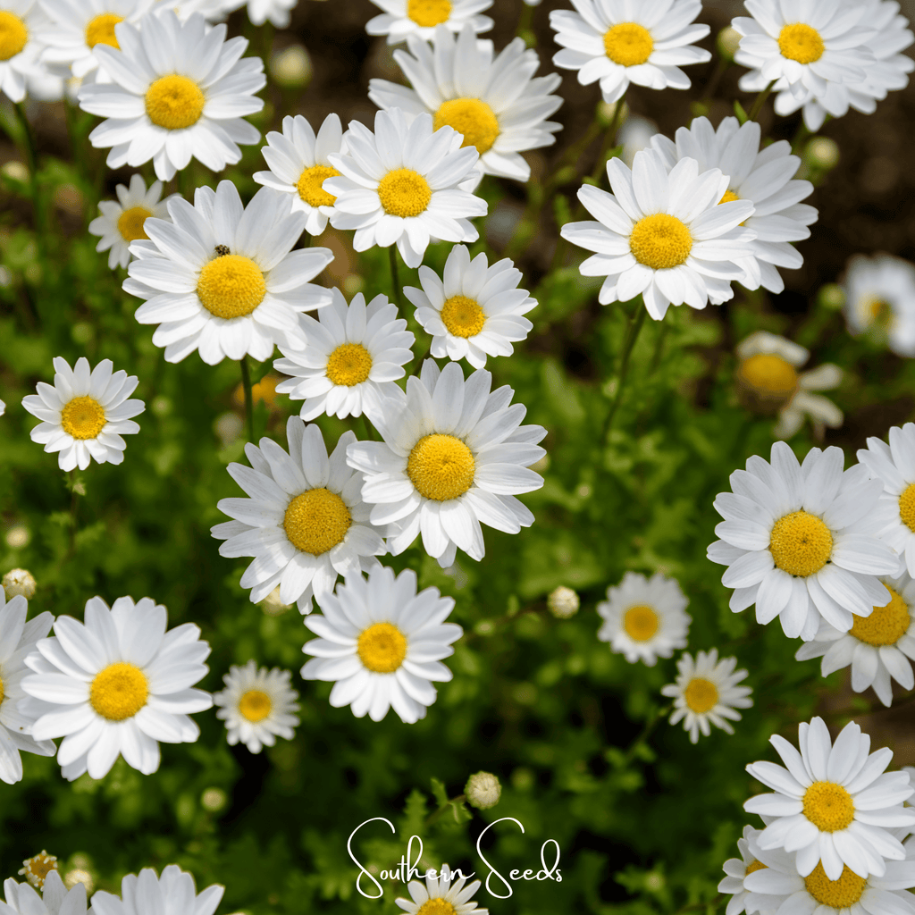Creeping Daisy – 100 Seeds Southern Seeds