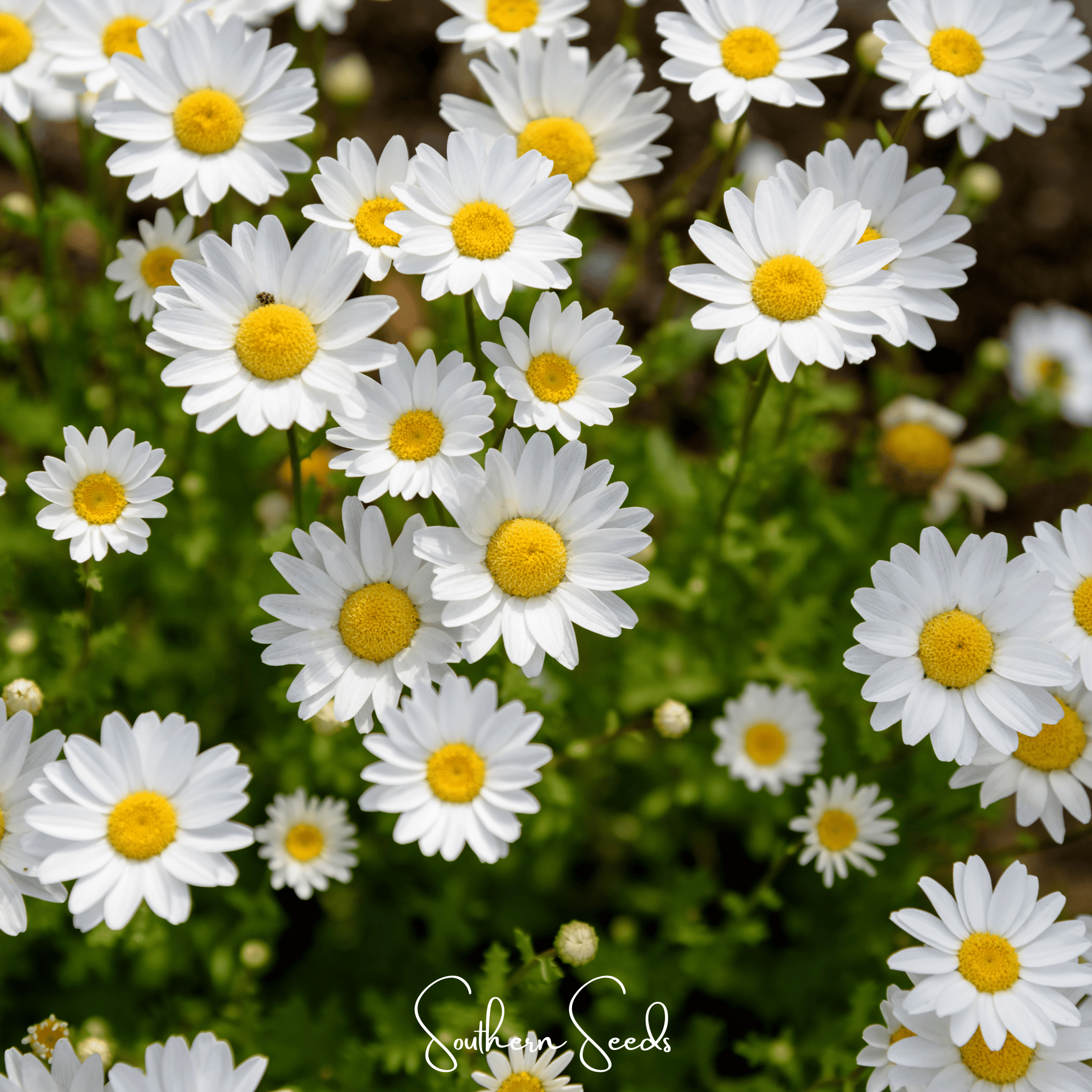 Creeping Daisy – 100 Seeds Southern Seeds