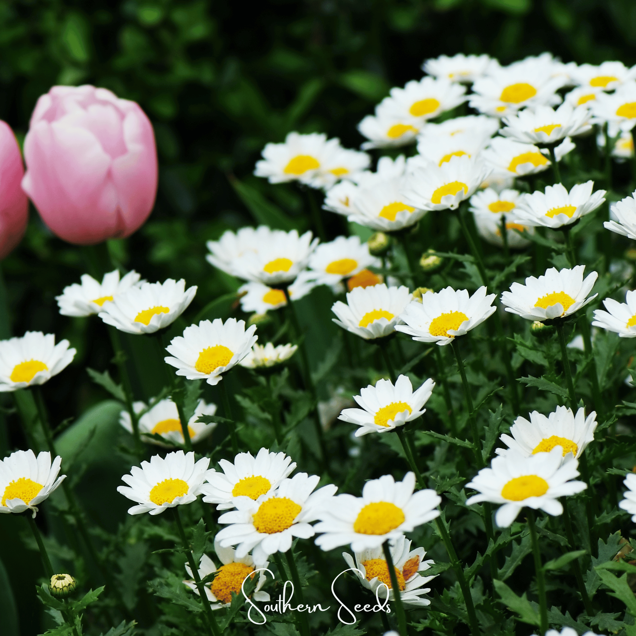 Creeping Daisy – 100 Seeds Southern Seeds