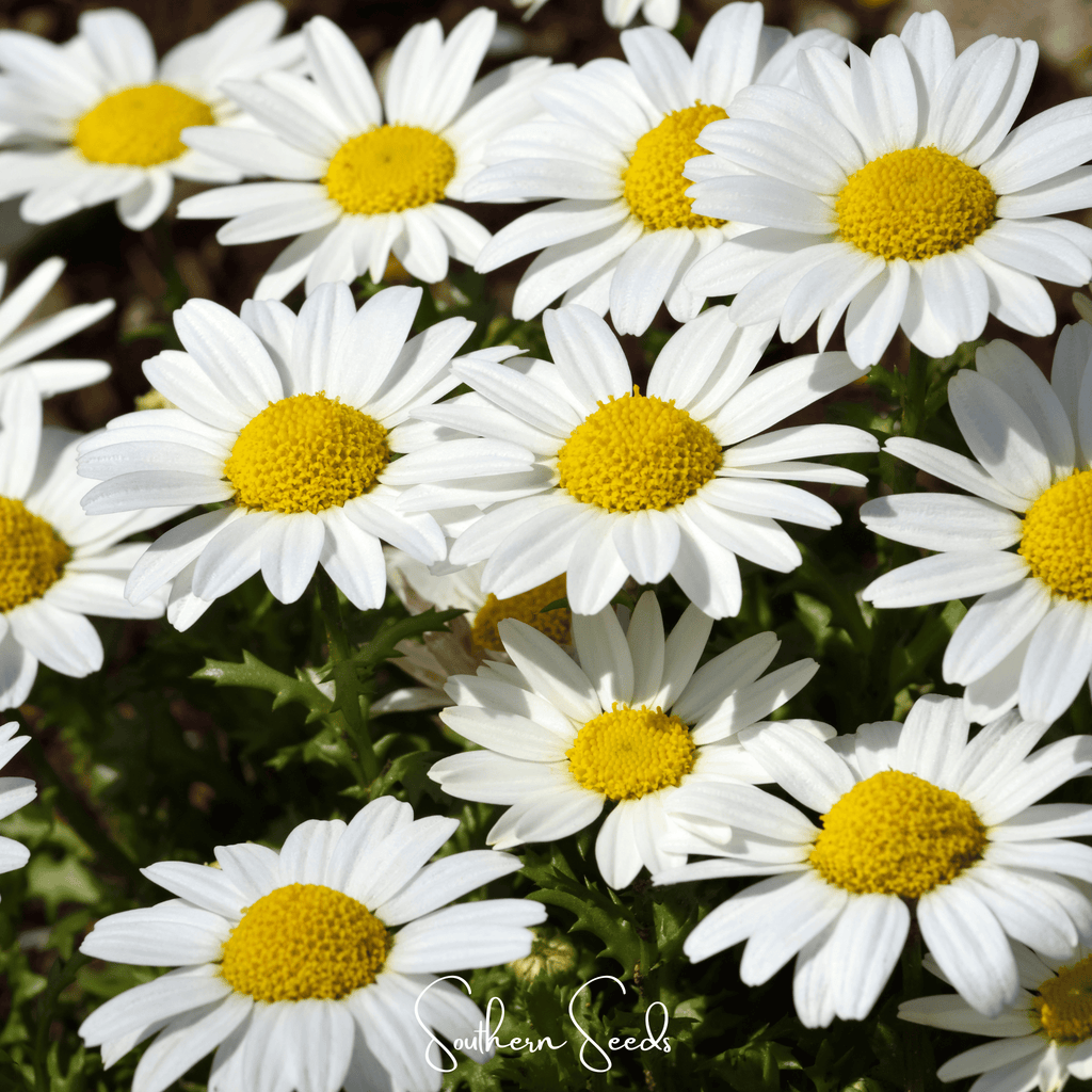 Creeping Daisy – 100 Seeds Southern Seeds