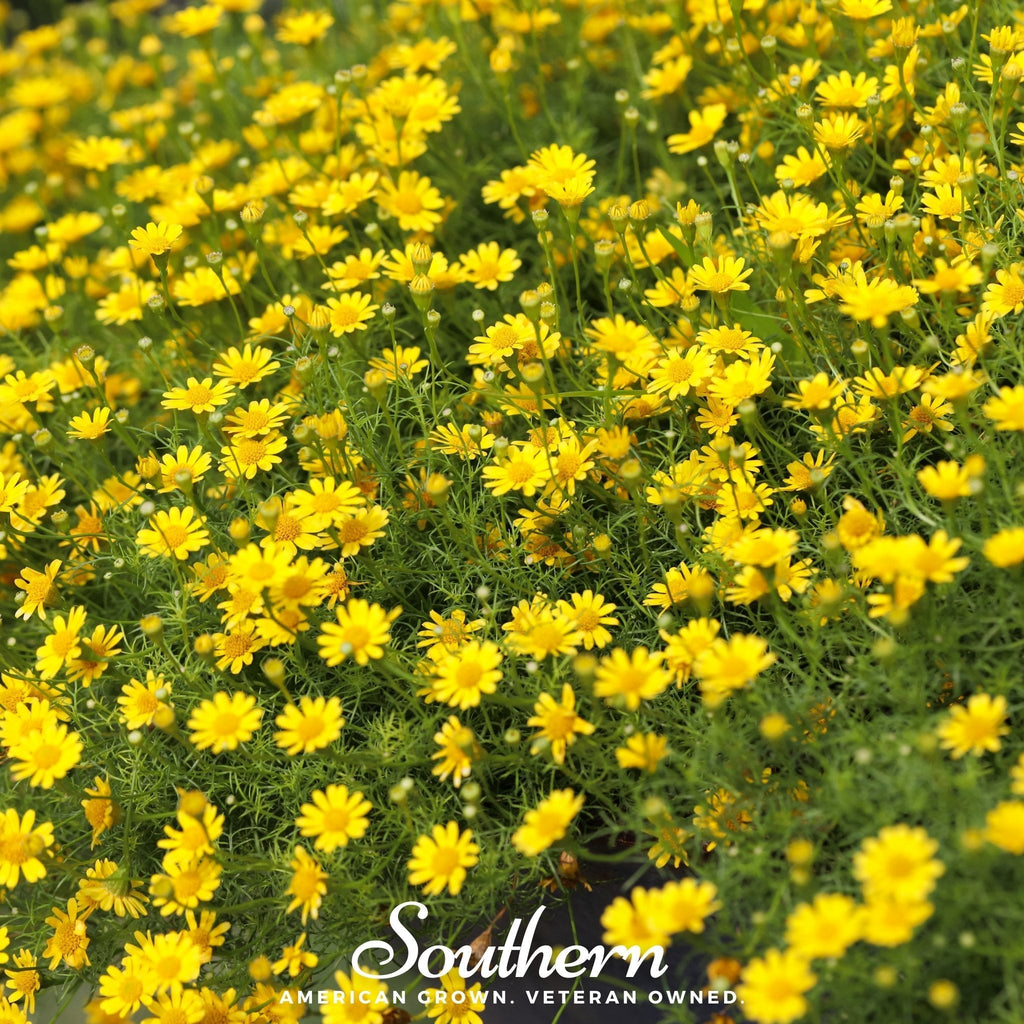 Dahlberg Daisy – 500 Seeds Southern Seeds