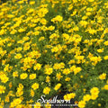 Dahlberg Daisy – 500 Seeds Southern Seeds