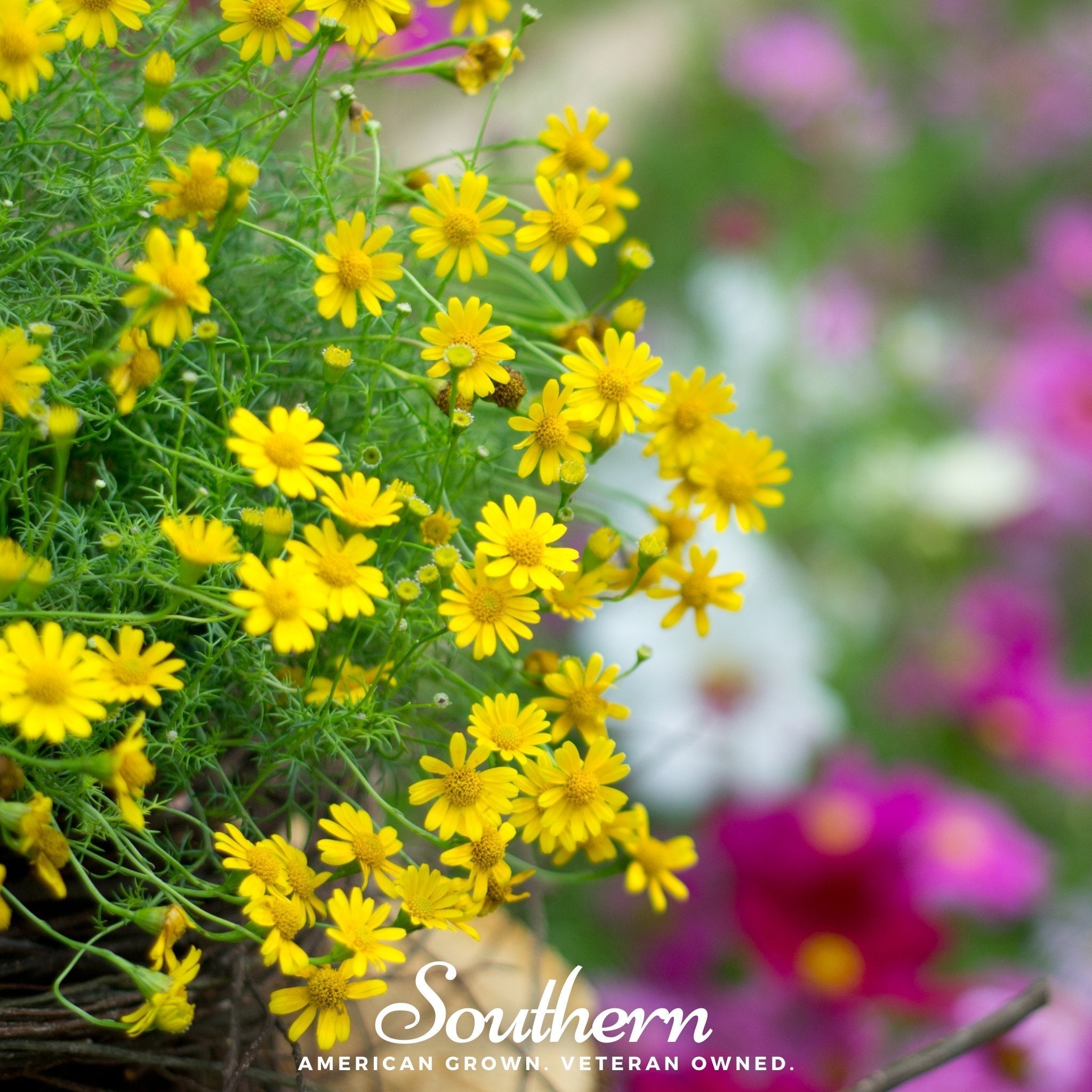 Dahlberg Daisy – 500 Seeds Southern Seeds