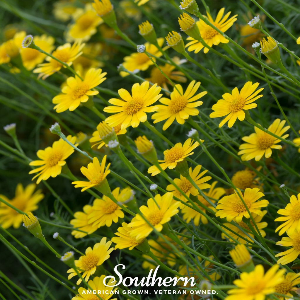 Dahlberg Daisy – 500 Seeds Southern Seeds