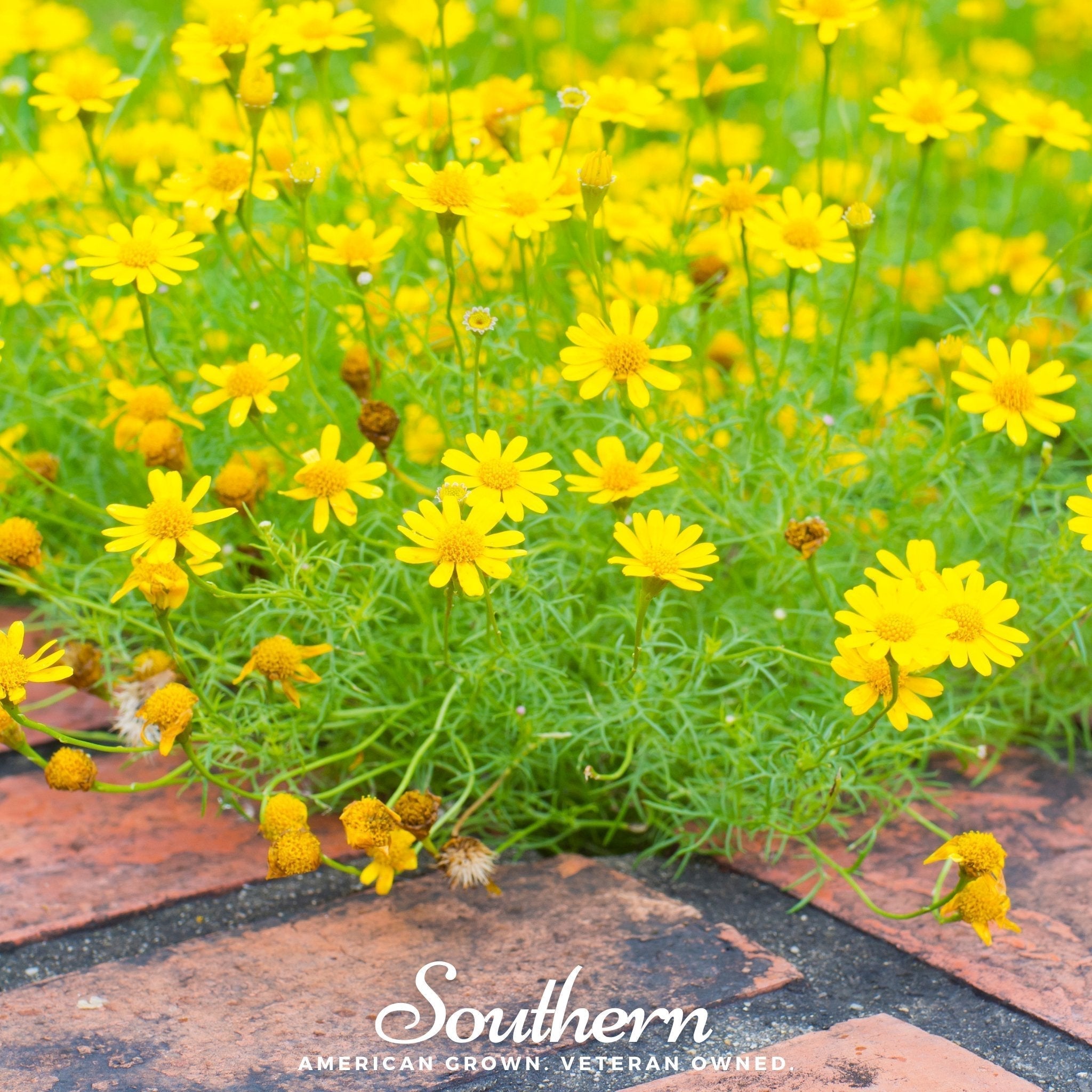 Dahlberg Daisy – 500 Seeds Southern Seeds