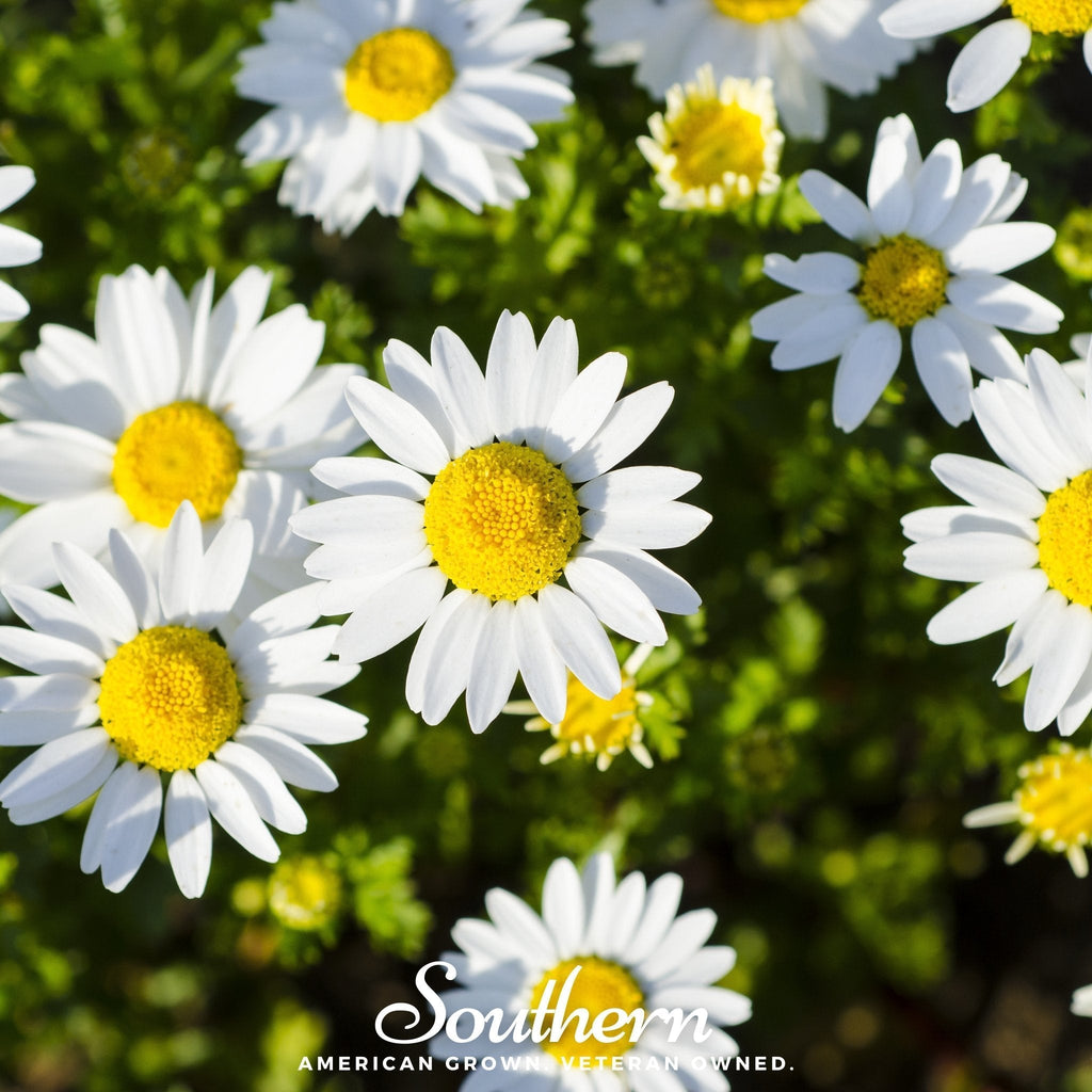 Dwarf Shasta Daisy – 100 Seeds Southern Seeds
