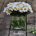 Dwarf Shasta Daisy – 100 Seeds Southern Seeds