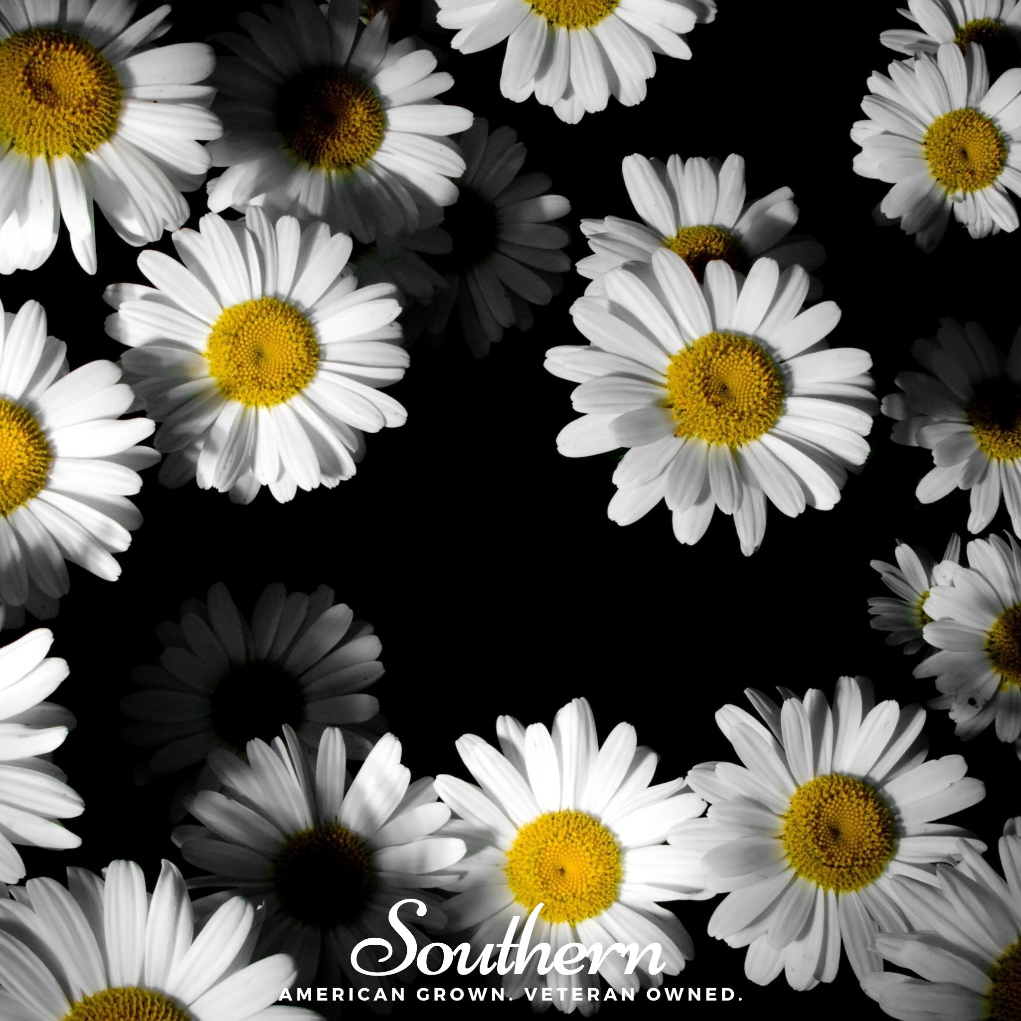 Dwarf Shasta Daisy – 100 Seeds Southern Seeds