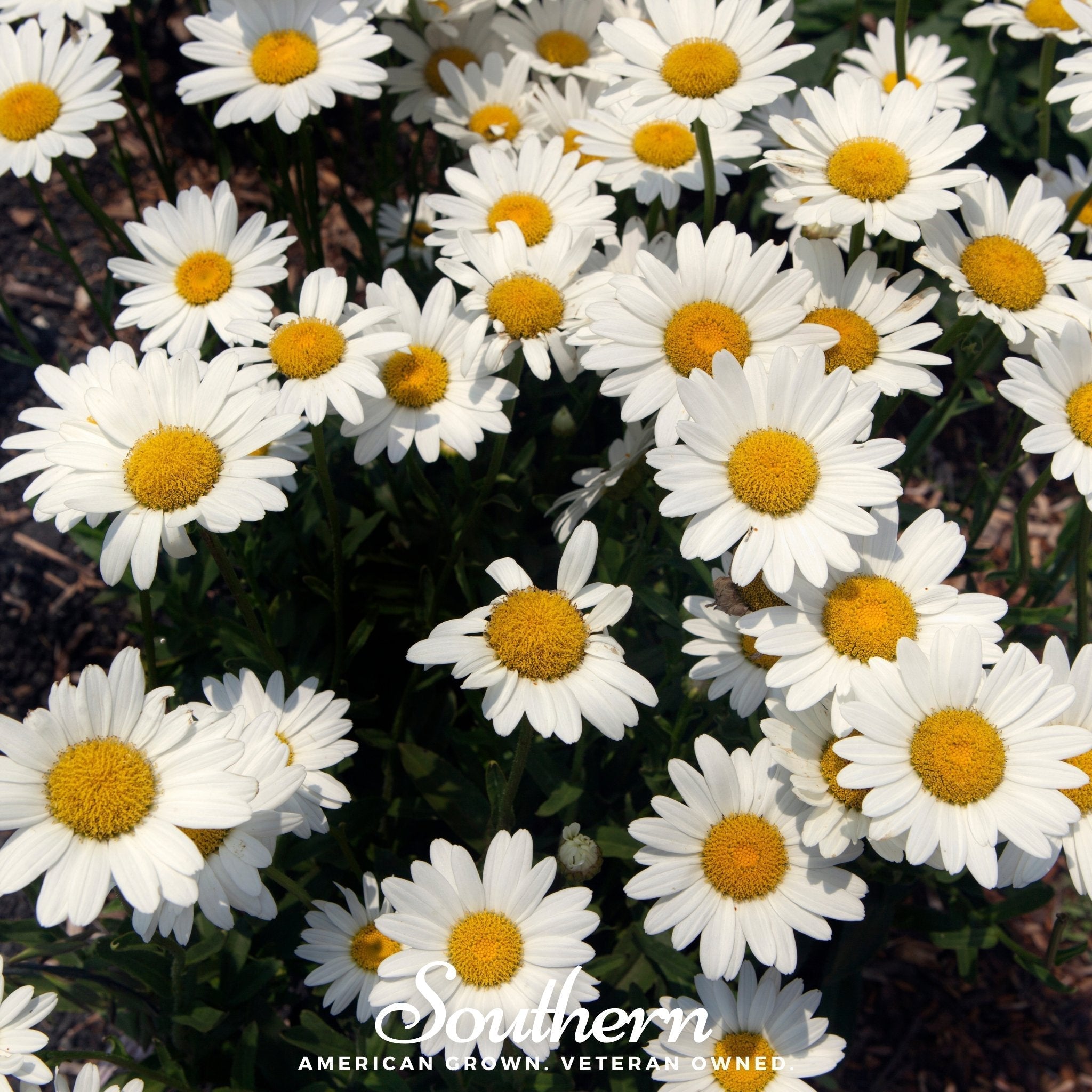 Dwarf Shasta Daisy – 100 Seeds Southern Seeds