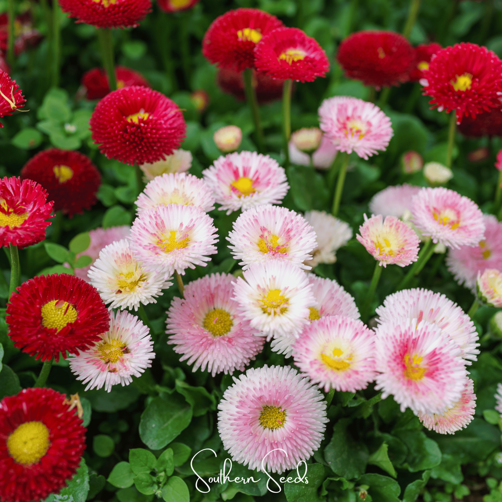 Super Enorma English Daisy Mix – 100 Seeds Southern Seeds