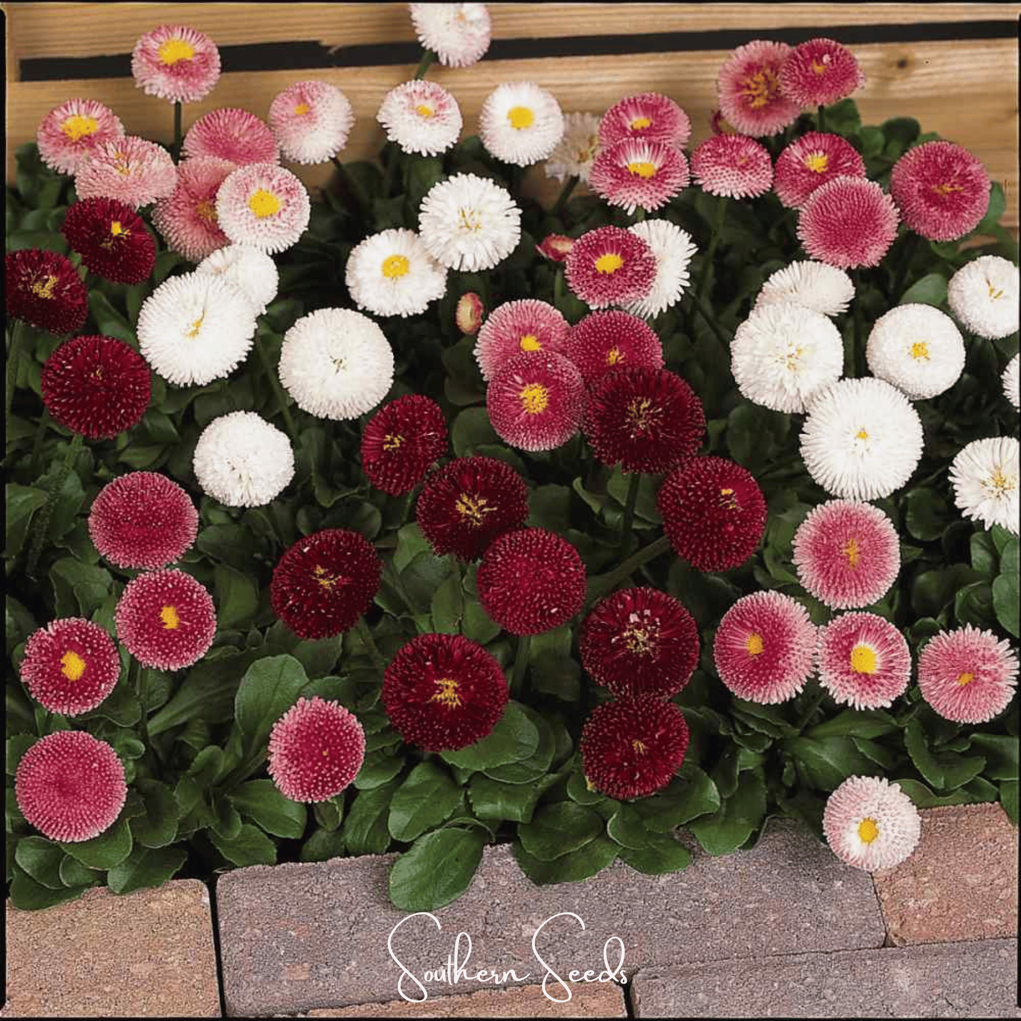 Super Enorma English Daisy Mix – 100 Seeds Southern Seeds