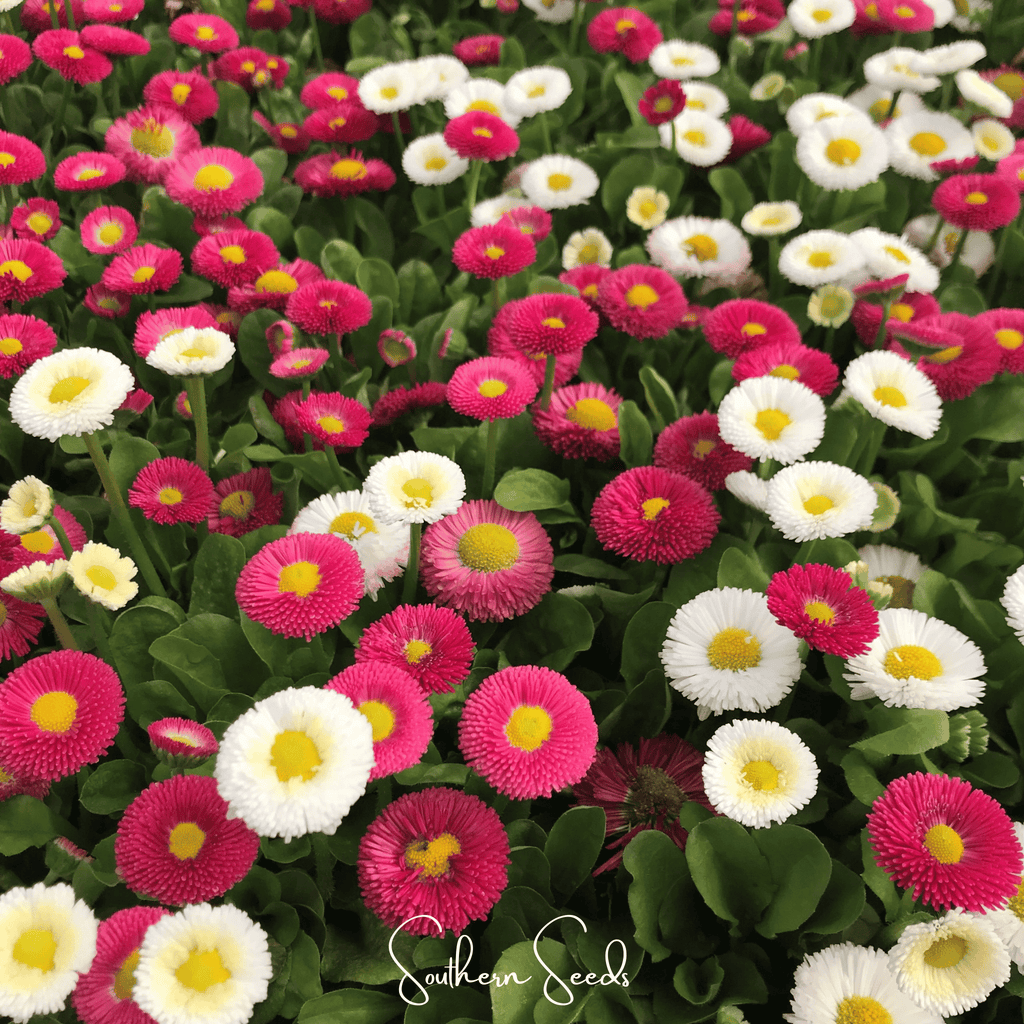 Super Enorma English Daisy Mix – 100 Seeds Southern Seeds