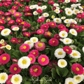 Super Enorma English Daisy Mix – 100 Seeds Southern Seeds