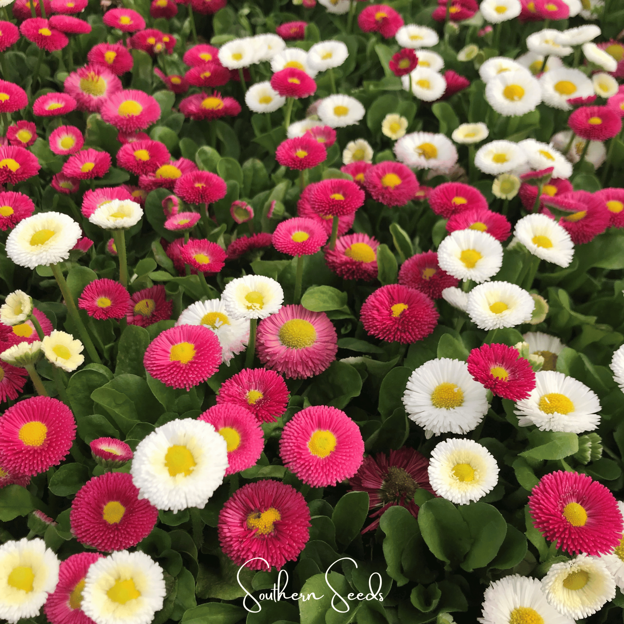 Super Enorma English Daisy Mix – 100 Seeds Southern Seeds