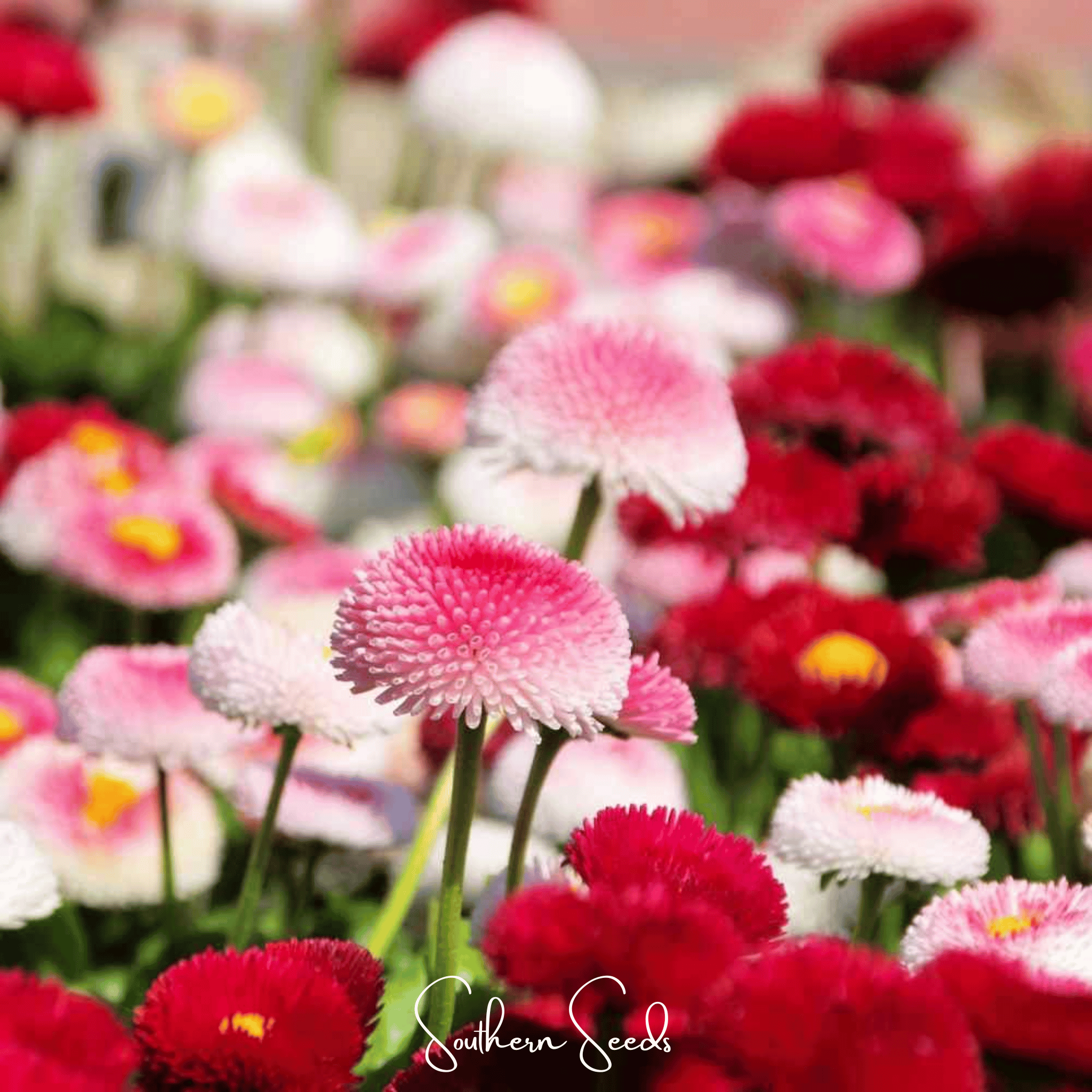 Super Enorma English Daisy Mix – 100 Seeds Southern Seeds