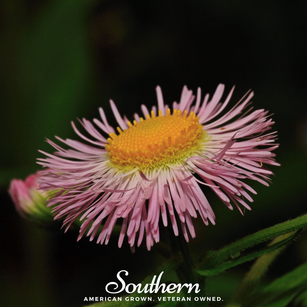 Dainty Daisy Fleabane – 100 Seeds Southern Seeds