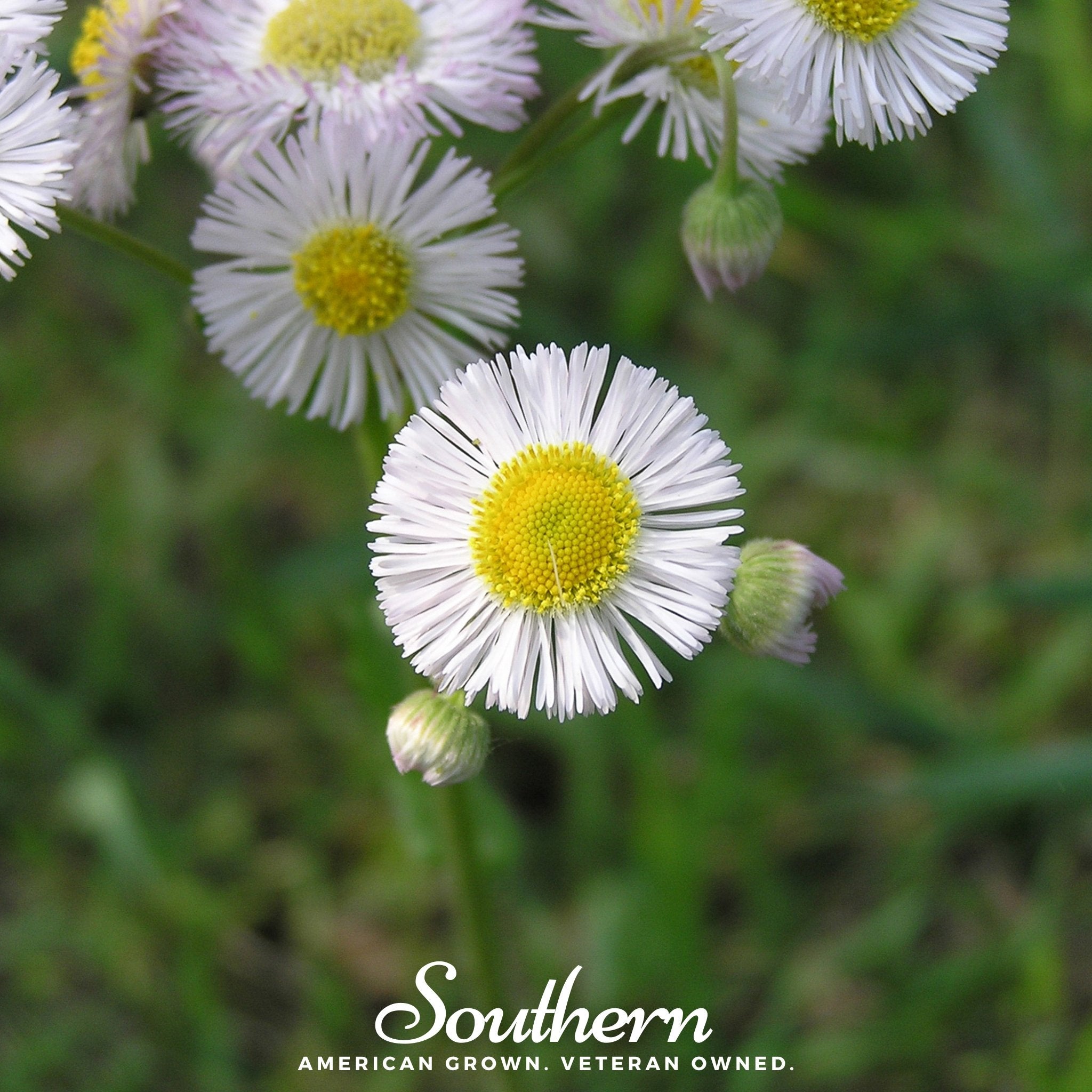 Dainty Daisy Fleabane – 100 Seeds Southern Seeds