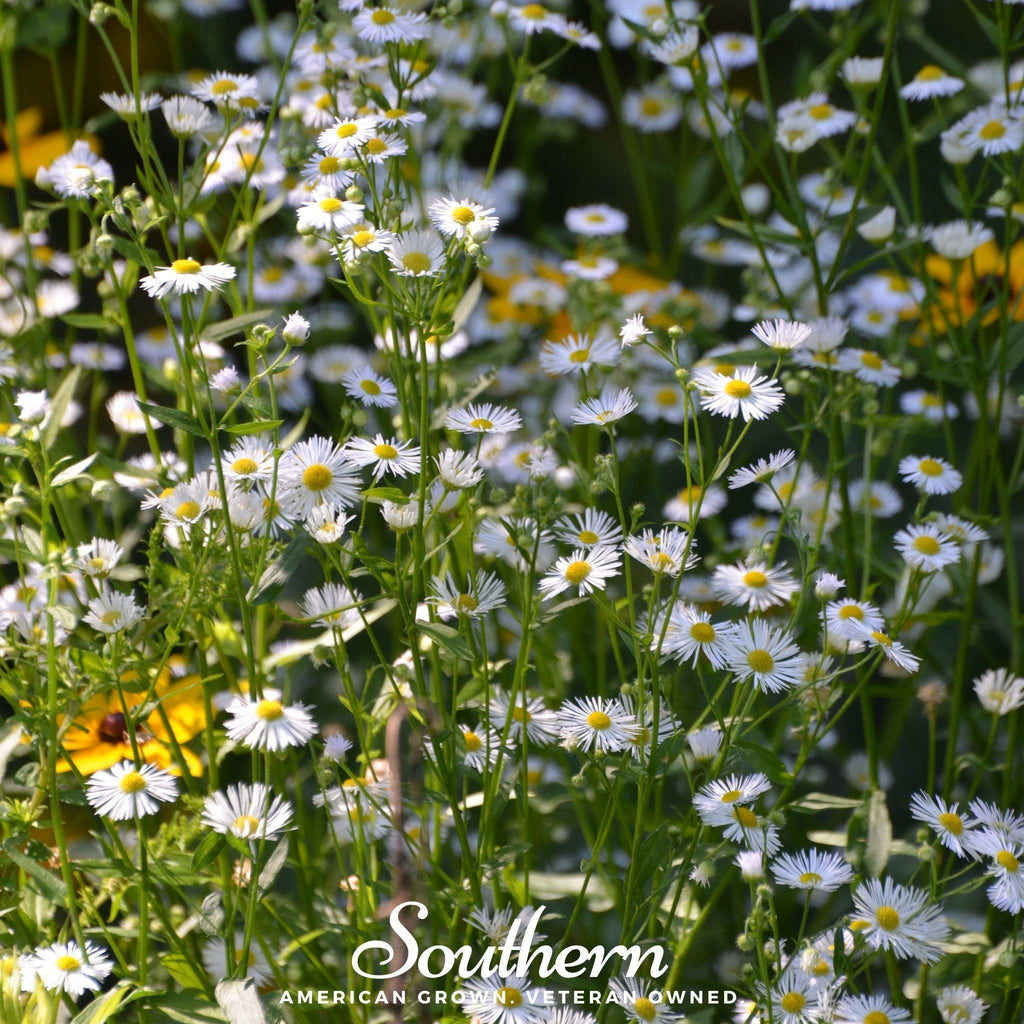 Dainty Daisy Fleabane – 100 Seeds Southern Seeds