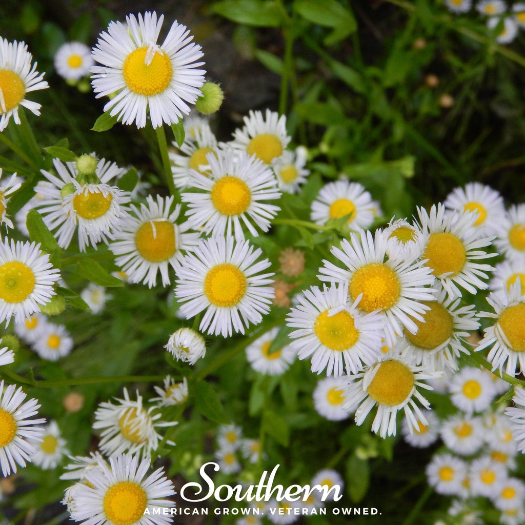 Dainty Daisy Fleabane – 100 Seeds Southern Seeds