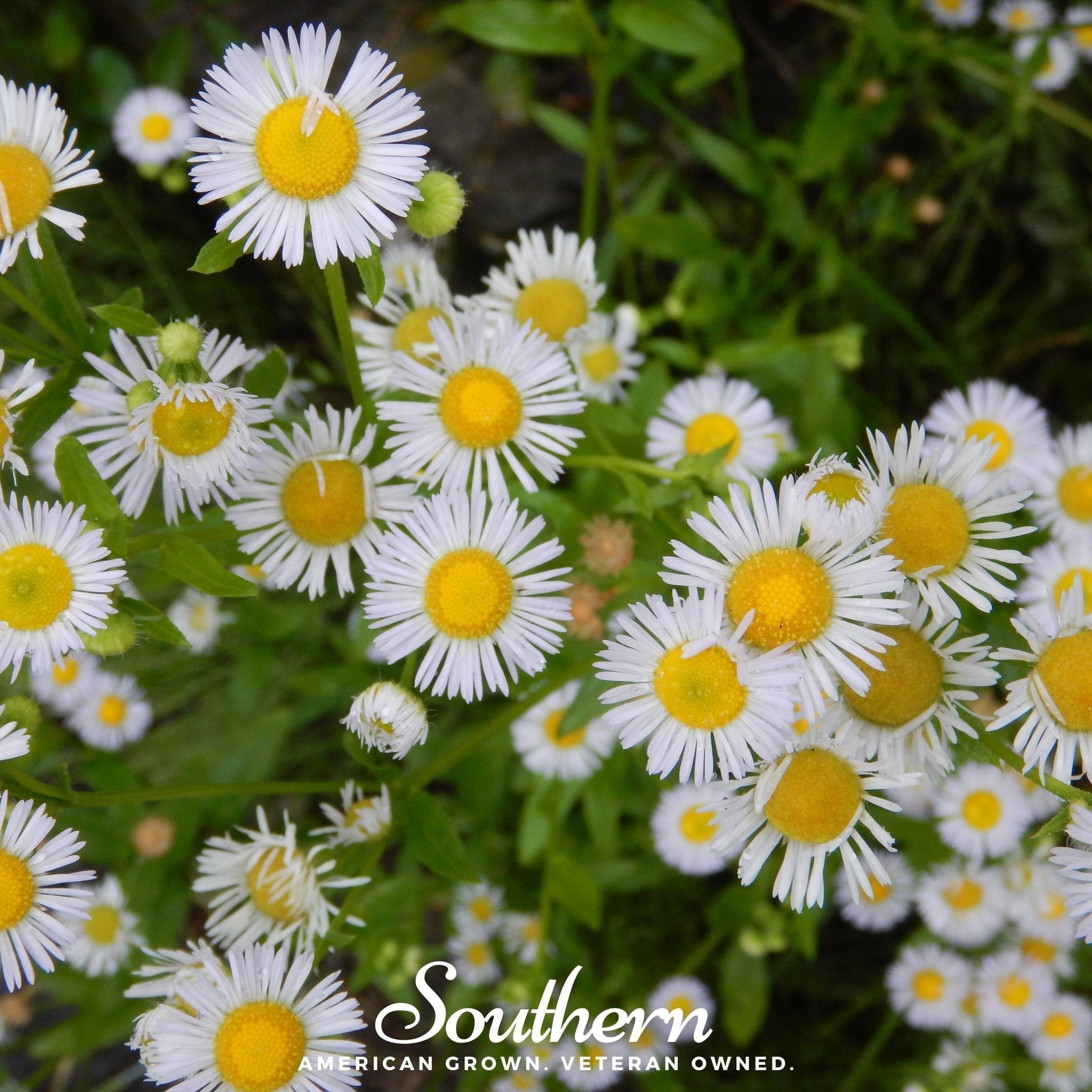 Dainty Daisy Fleabane – 100 Seeds Southern Seeds