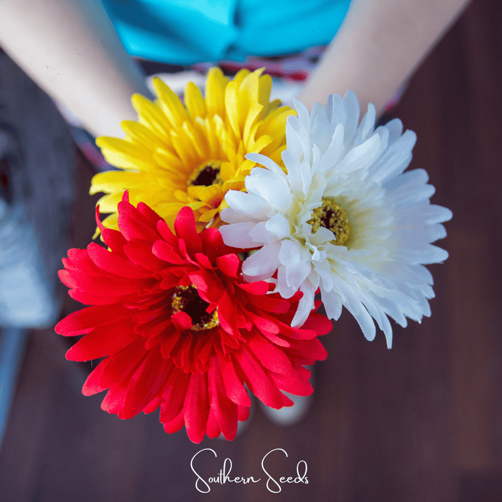 Gerbera Daisy Mix – 20 Seeds Southern Seeds
