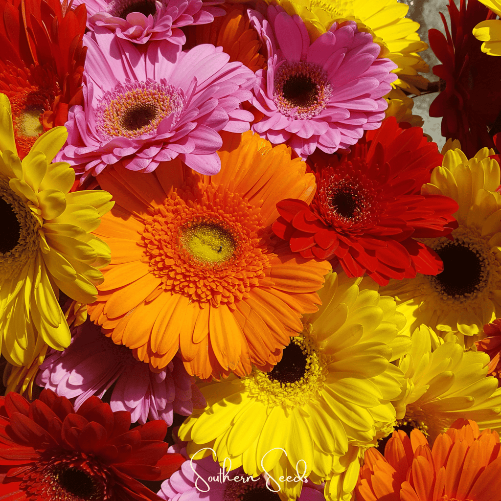 Gerbera Daisy Mix – 20 Seeds Southern Seeds