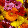 Gerbera Daisy Mix – 20 Seeds Southern Seeds