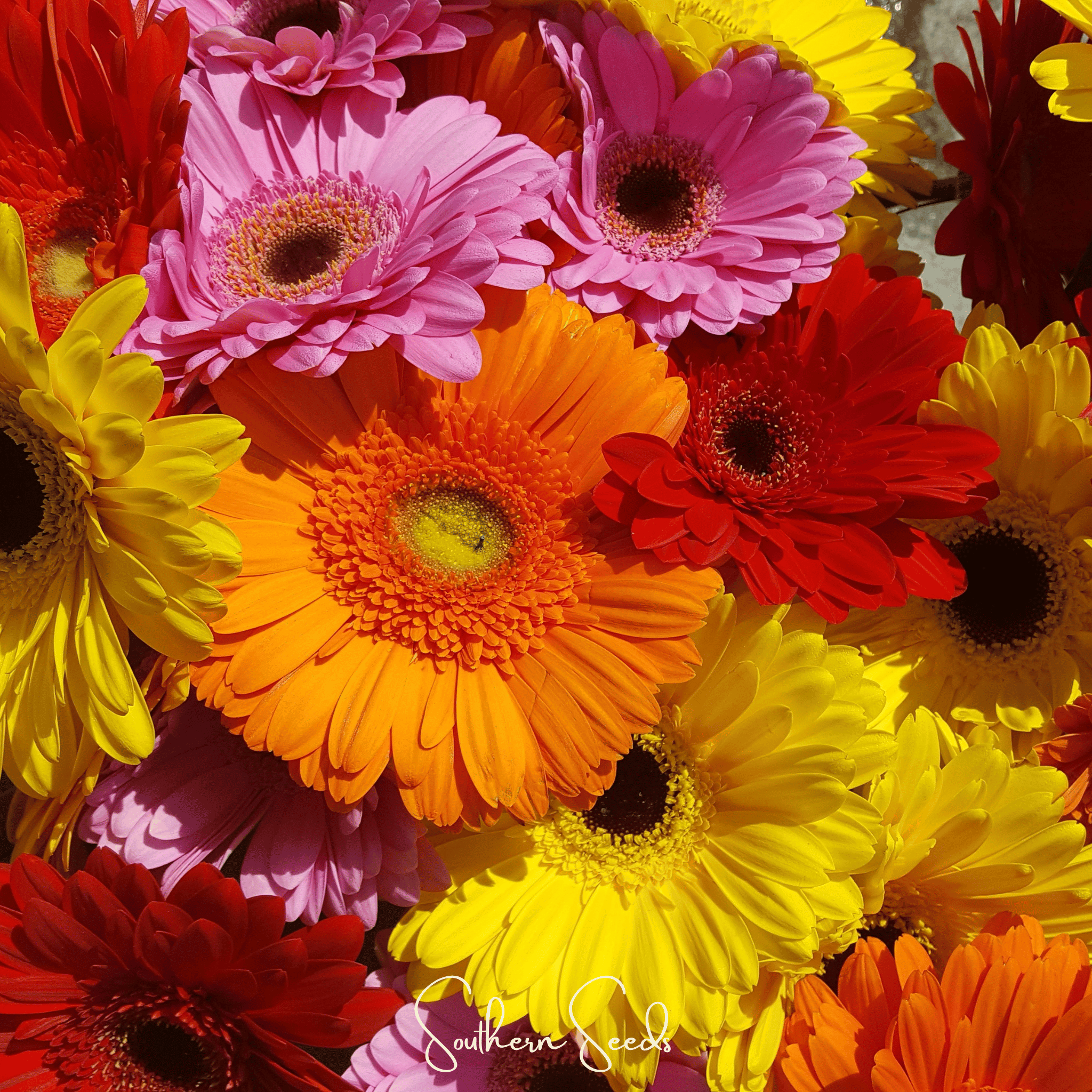 Gerbera Daisy Mix – 20 Seeds Southern Seeds