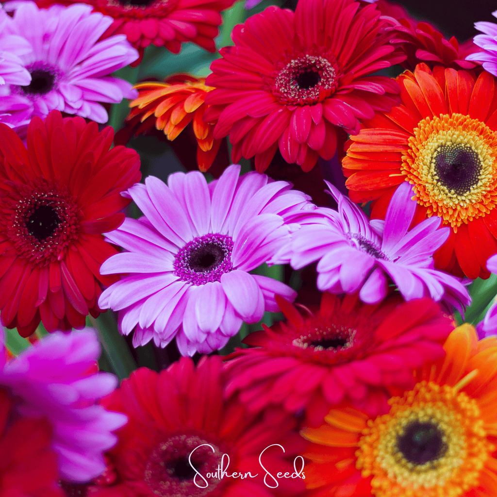 Gerbera Daisy Mix – 20 Seeds Southern Seeds